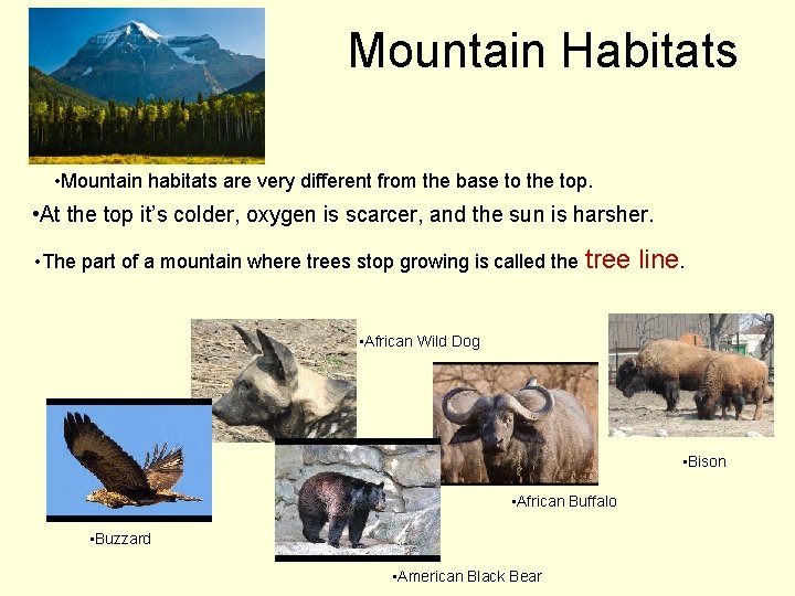 Mountain Habitats • Mountain habitats are very different from the base to the top.