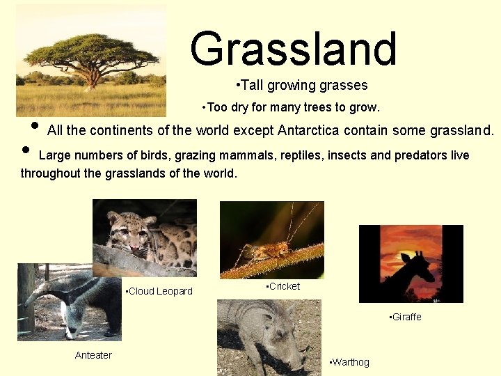 Grassland • Tall growing grasses • Too dry for many trees to grow. •