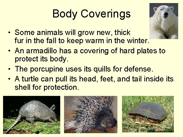 Body Coverings • Some animals will grow new, thick fur in the fall to