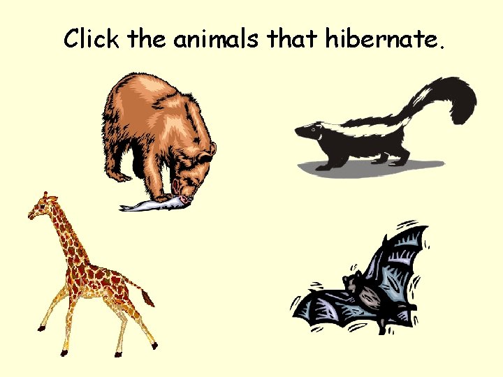Click the animals that hibernate. 
