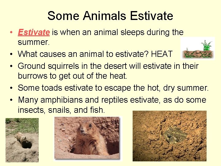 Some Animals Estivate • Estivate is when an animal sleeps during the summer. •