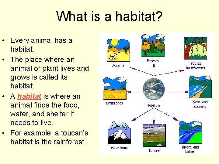 What is a habitat? • Every animal has a habitat. • The place where