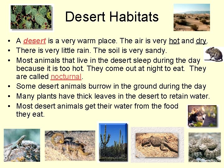 Desert Habitats • A desert is a very warm place. The air is very