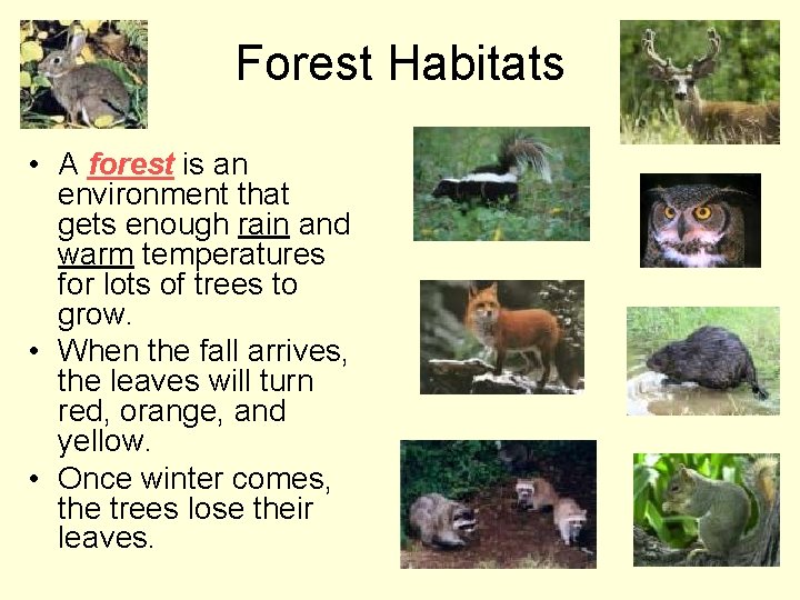 Forest Habitats • A forest is an environment that gets enough rain and warm