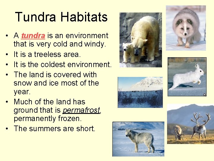 Tundra Habitats • A tundra is an environment that is very cold and windy.