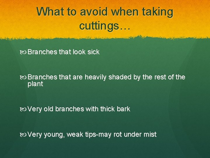 What to avoid when taking cuttings… Branches that look sick Branches that are heavily