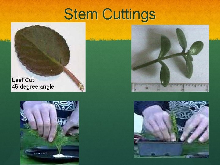 Stem Cuttings 