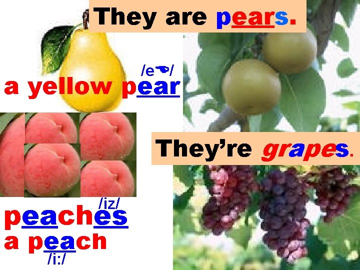 They are pears. /e / a yellow pear They’re grapes. /iz/ peaches a peach