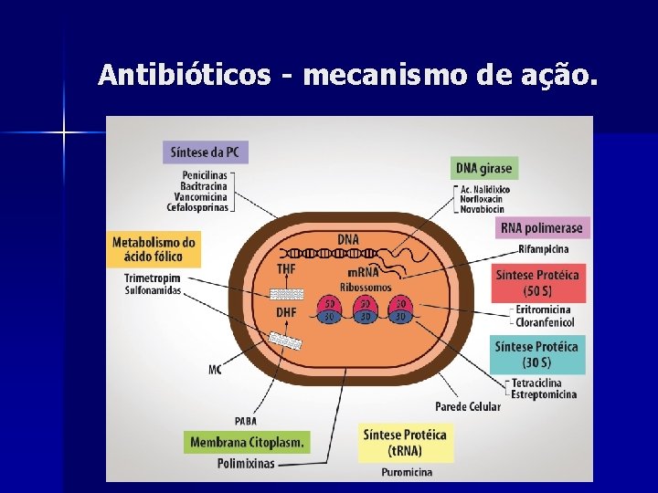 Antibióticos - mecanismo de ação. 