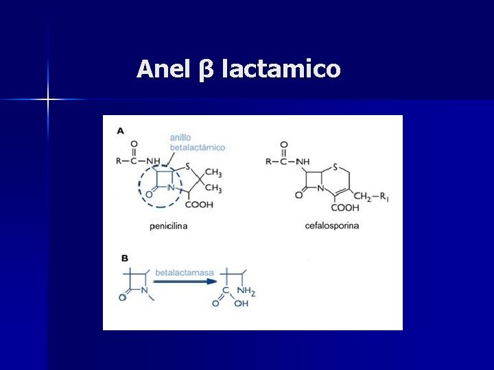 Anel β lactamico 