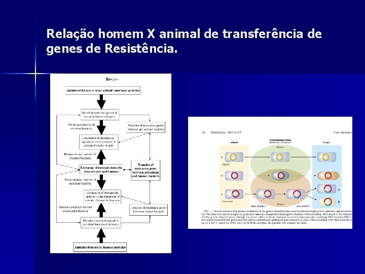 Relação homem X animal de transferência de genes de Resistência. 