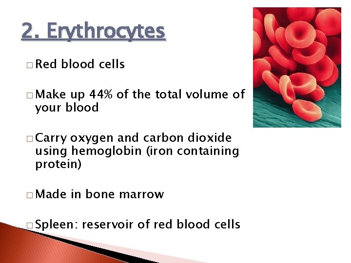 2. Erythrocytes � Red blood cells � Make up 44% of the total volume