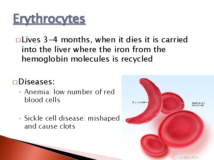 Erythrocytes � Lives 3 -4 months, when it dies it is carried into the