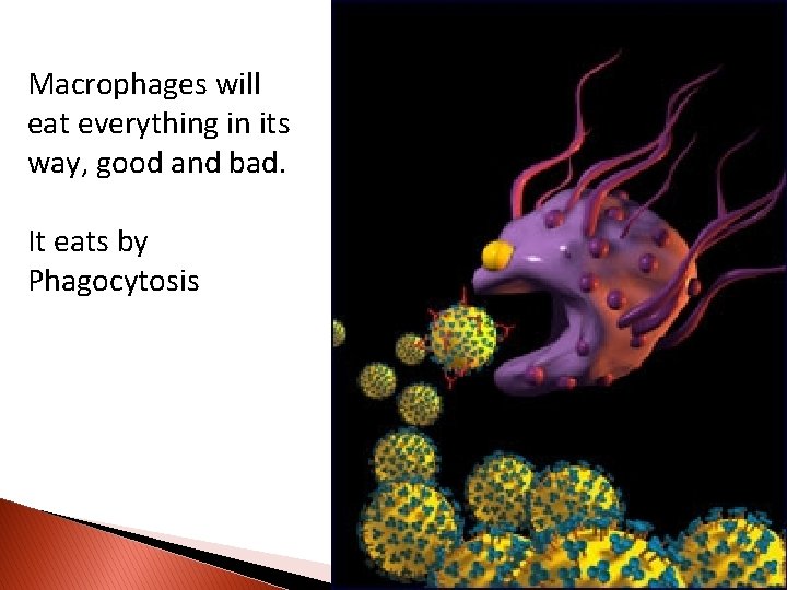 Macrophages will eat everything in its way, good and bad. It eats by Phagocytosis