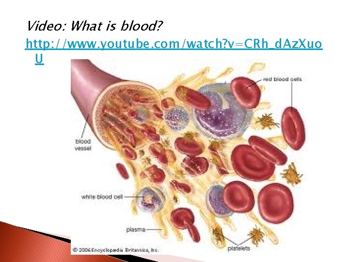 Video: What is blood? http: //www. youtube. com/watch? v=CRh_d. Az. Xuo U 
