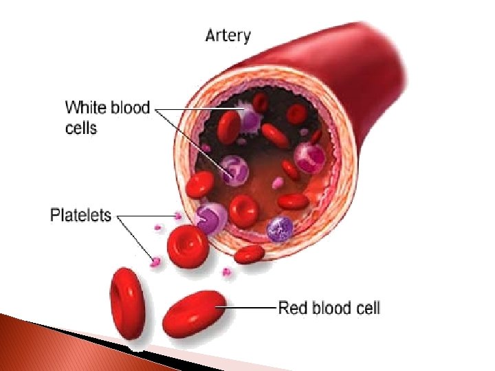 The Circulatory System Outline 1 Composition of blood