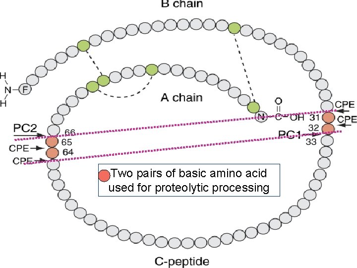 Two pairs of basic amino acid used for proteolytic processing 