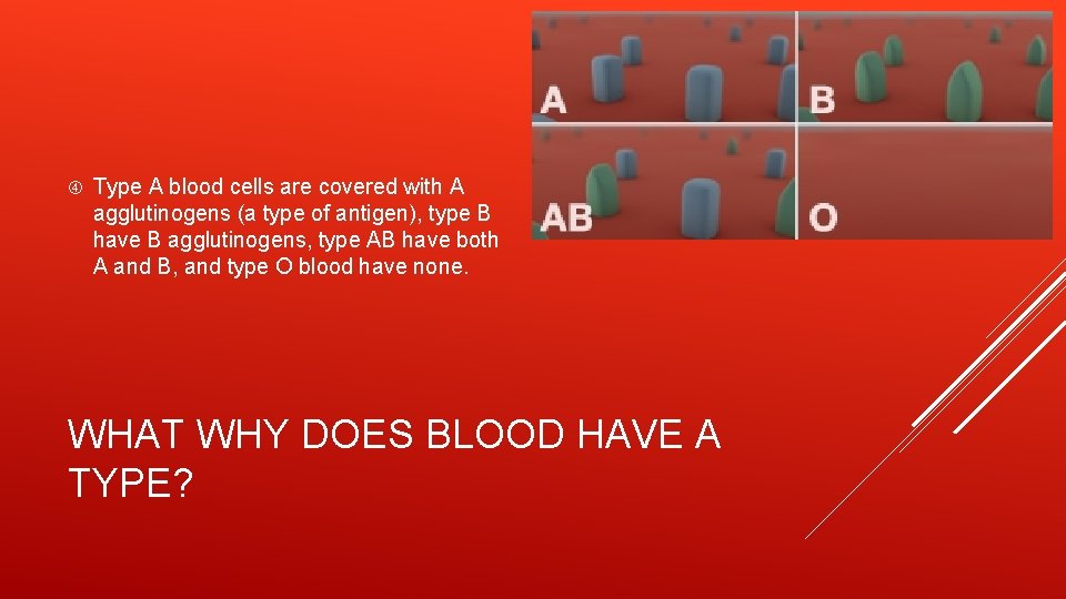  Type A blood cells are covered with A agglutinogens (a type of antigen),