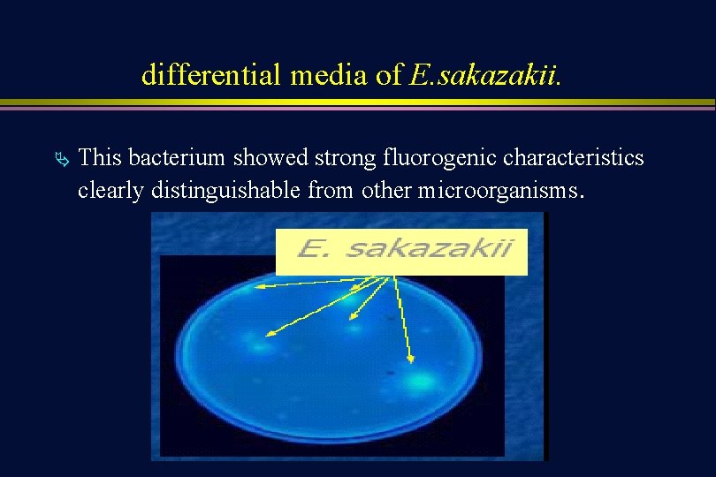 differential media of E. sakazakii. Ä This bacterium showed strong fluorogenic characteristics clearly distinguishable