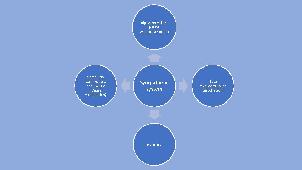alpha receptors (cause vasoconstriction) Some SNS terminal are cholinergic (Cause vasodilation) Sympathetic system Adnergic