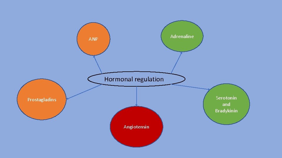 Adrenaline ANP Hormonal regulation Serotonin and Bradykinin Prostagladins Angiotensin 