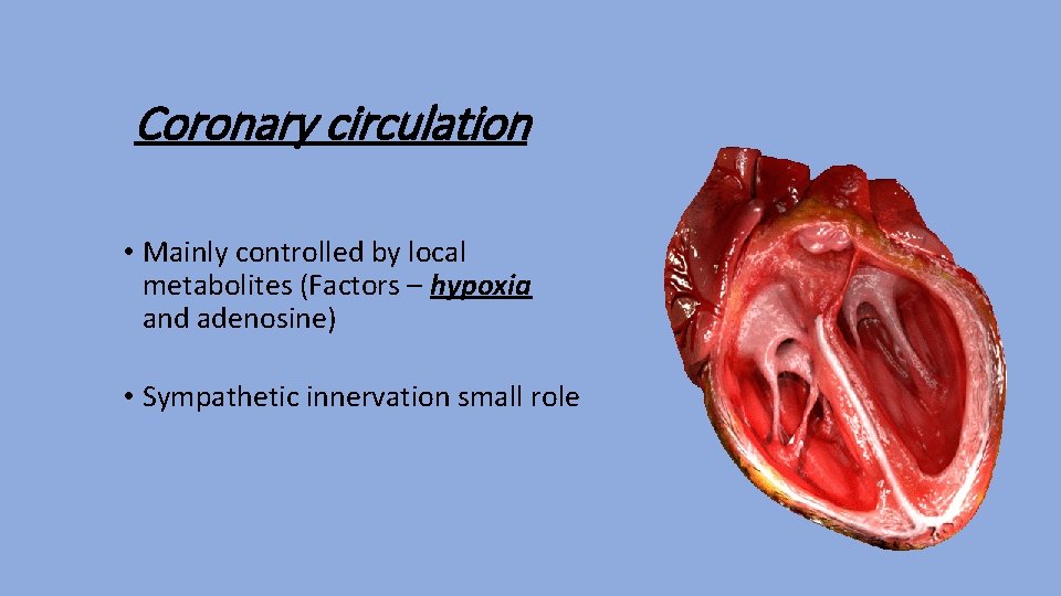 Coronary circulation • Mainly controlled by local metabolites (Factors – hypoxia and adenosine) •
