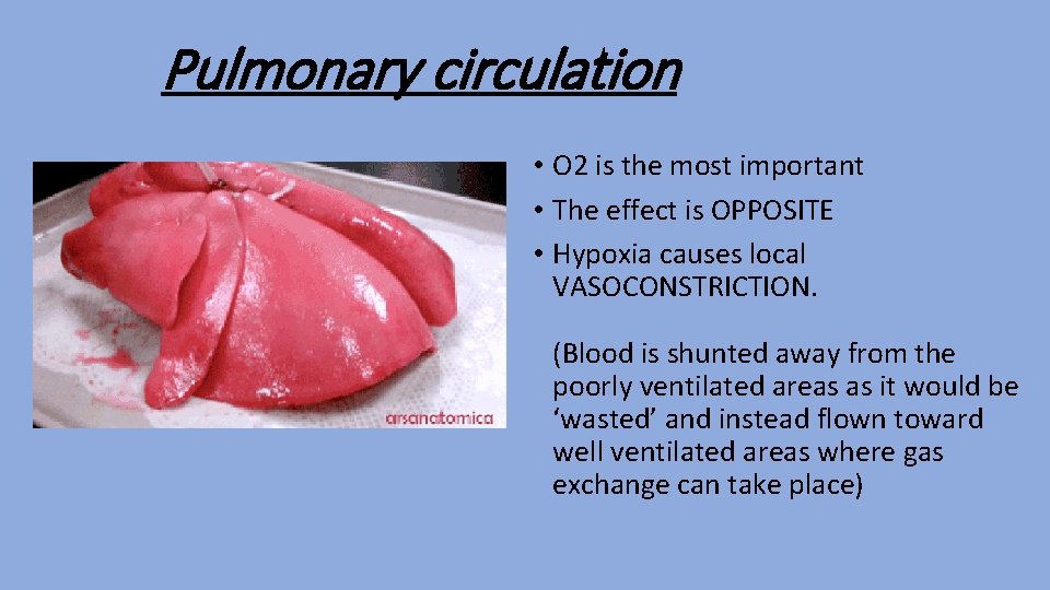 Pulmonary circulation • O 2 is the most important • The effect is OPPOSITE