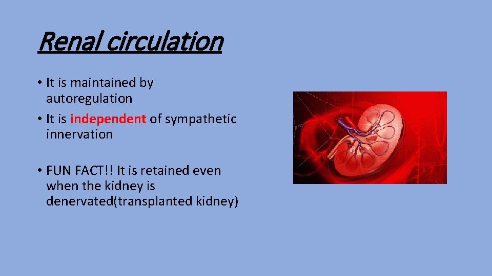 Renal circulation • It is maintained by autoregulation • It is independent of sympathetic