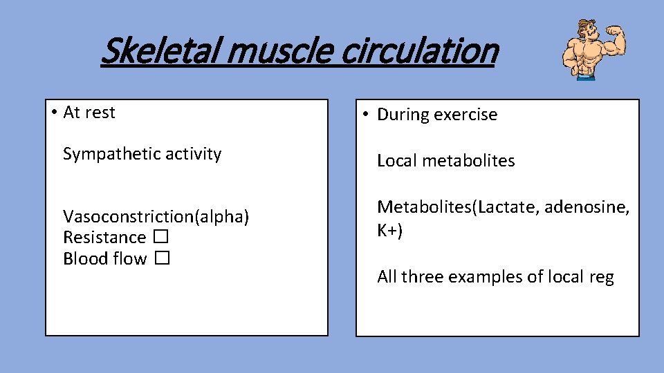 Skeletal muscle circulation • At rest Sympathetic activity Vasoconstriction(alpha) Resistance � Blood flow �