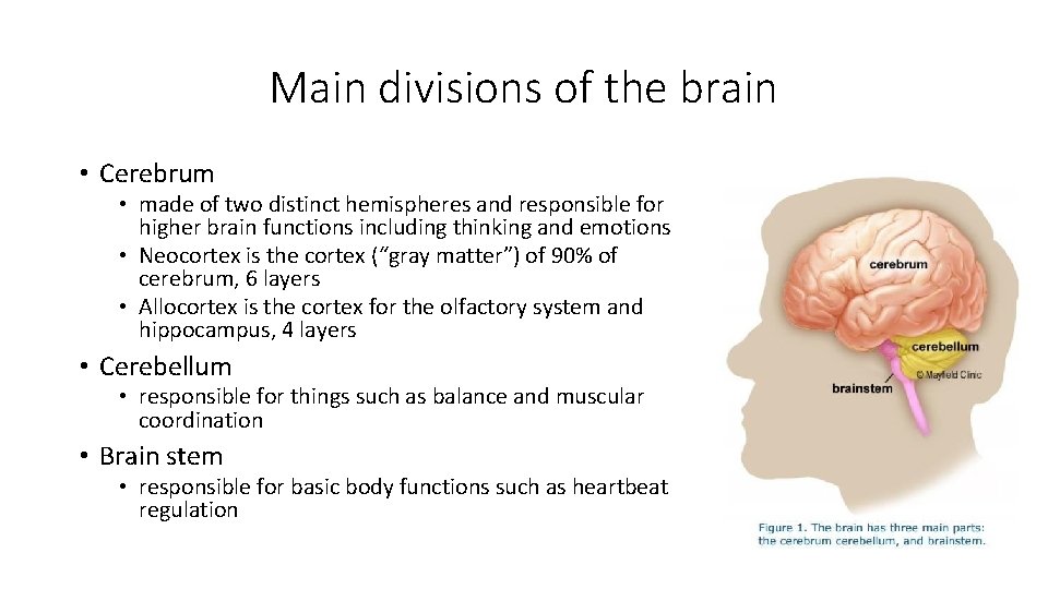 Main divisions of the brain • Cerebrum • made of two distinct hemispheres and