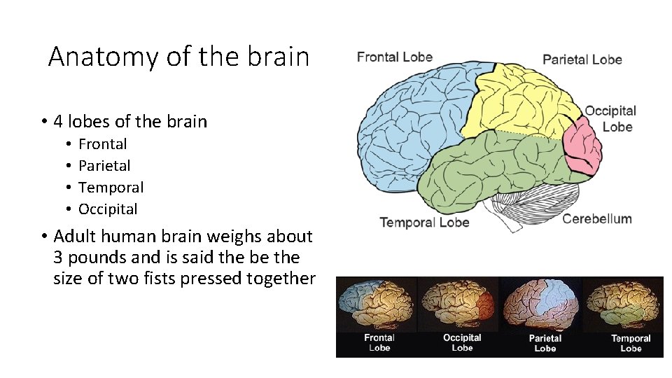 Anatomy of the brain • 4 lobes of the brain • • Frontal Parietal