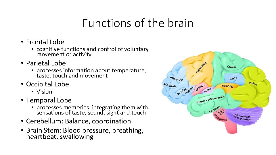 Functions of the brain • Frontal Lobe • cognitive functions and control of voluntary