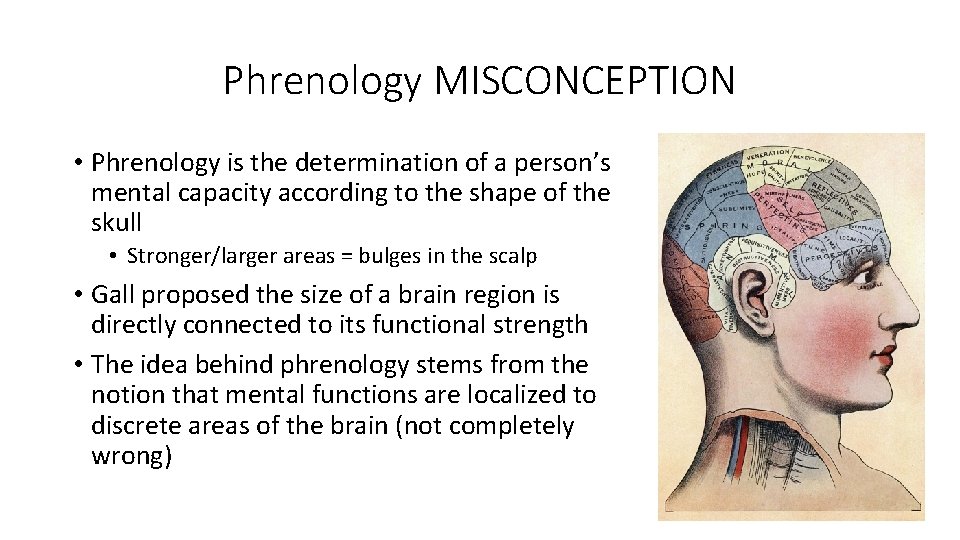 Phrenology MISCONCEPTION • Phrenology is the determination of a person’s mental capacity according to