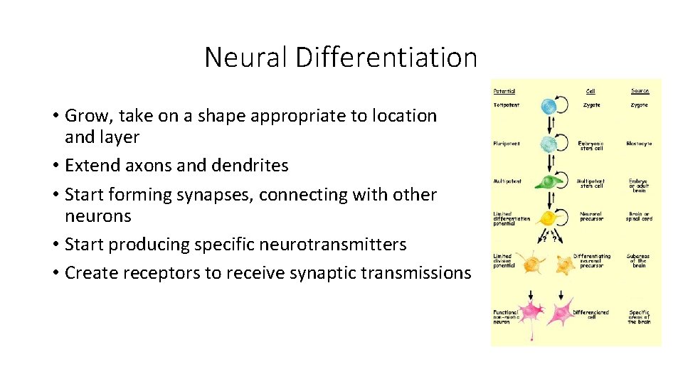 Neural Differentiation • Grow, take on a shape appropriate to location and layer •