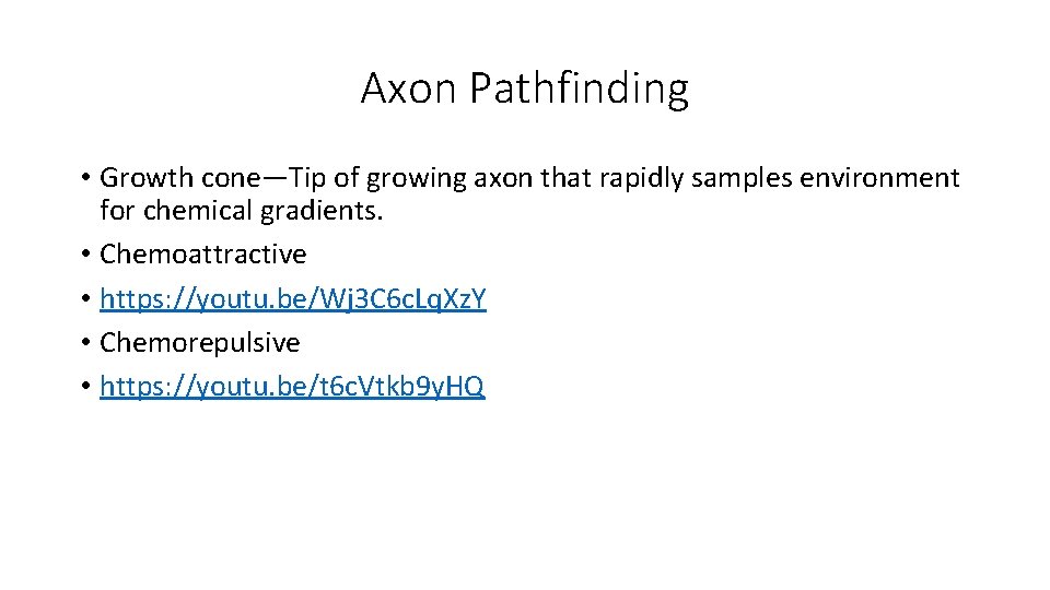 Axon Pathfinding • Growth cone—Tip of growing axon that rapidly samples environment for chemical