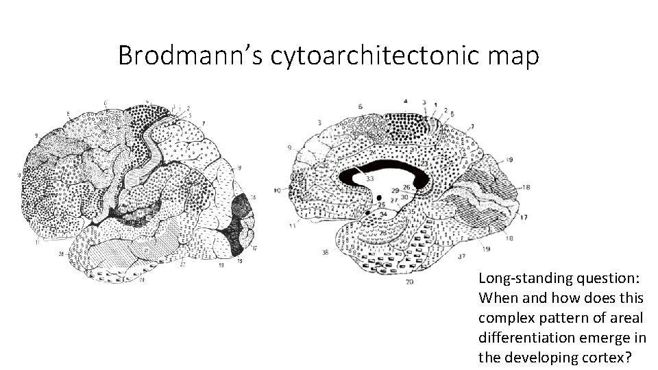 Brodmann’s cytoarchitectonic map Long-standing question: When and how does this complex pattern of areal