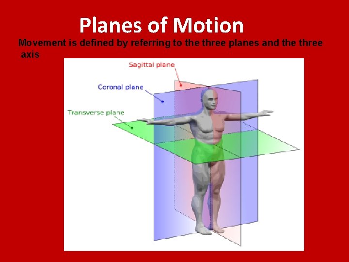 Planes of Motion Movement is defined by referring to the three planes and the