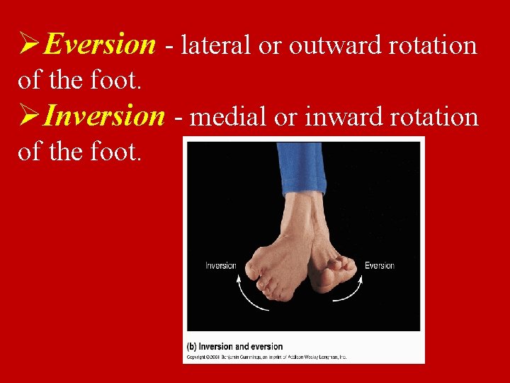 ØEversion - lateral or outward rotation of the foot. ØInversion - medial or inward