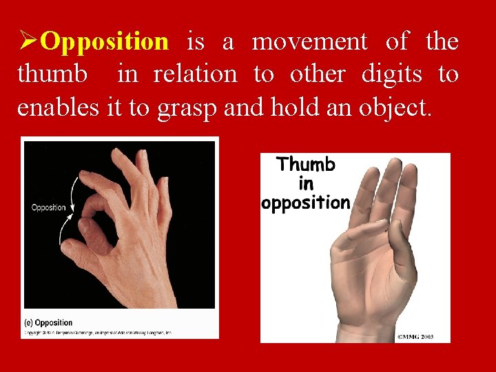 ØOpposition is a movement of the thumb in relation to other digits to enables