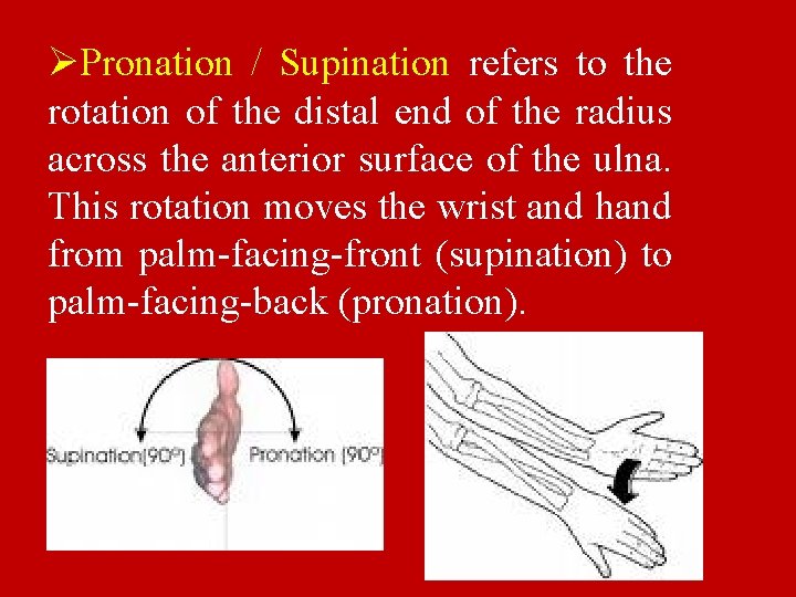 ØPronation / Supination refers to the rotation of the distal end of the radius