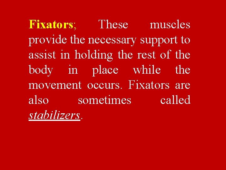 Fixators; These muscles provide the necessary support to assist in holding the rest of