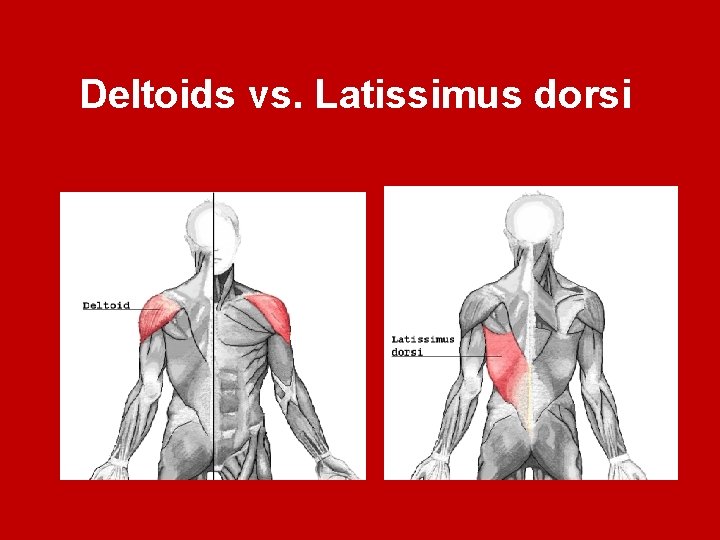 Deltoids vs. Latissimus dorsi 