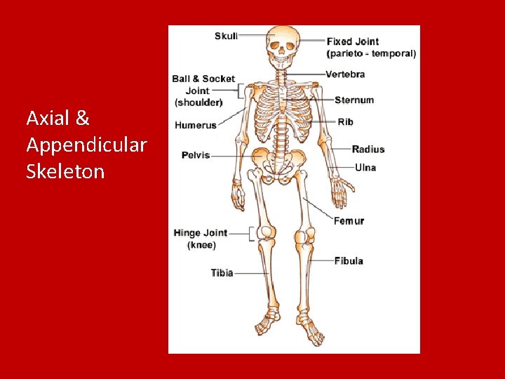 Axial & Appendicular Skeleton 