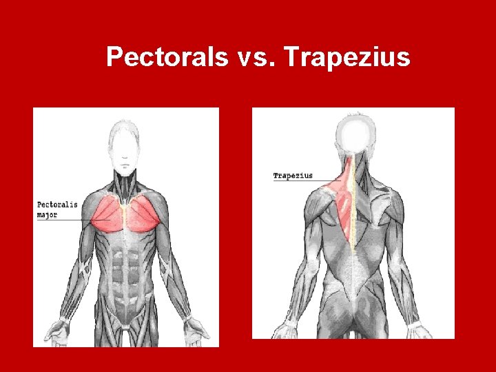 Pectorals vs. Trapezius 