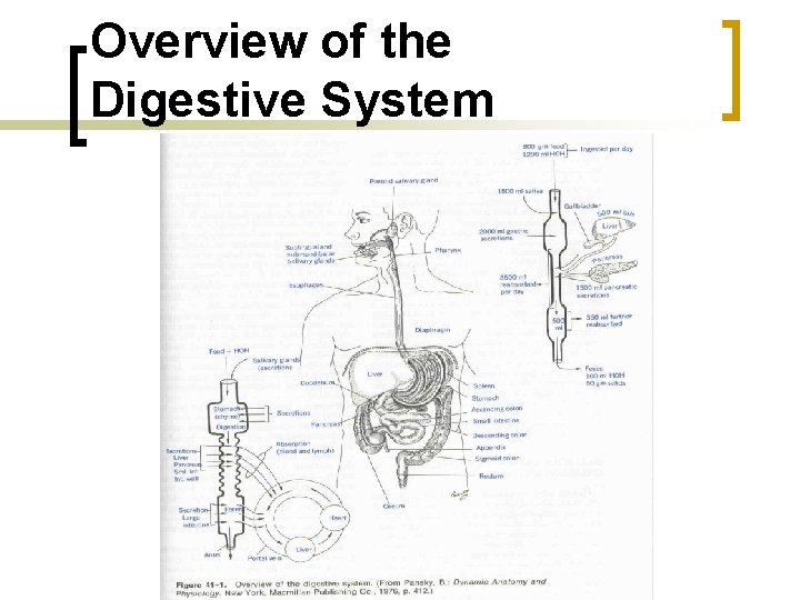 Overview of the Digestive System 