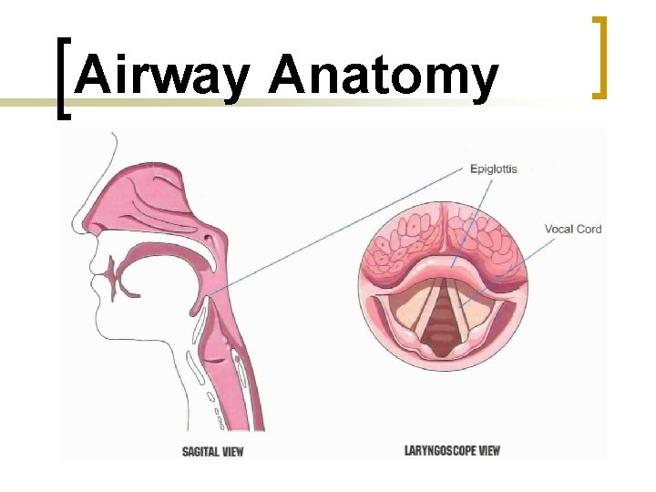 Airway Anatomy 