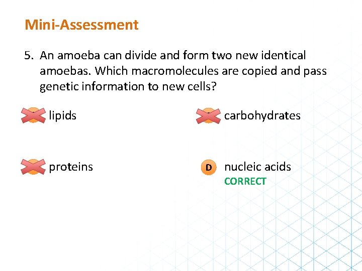 Mini-Assessment 5. An amoeba can divide and form two new identical amoebas. Which macromolecules