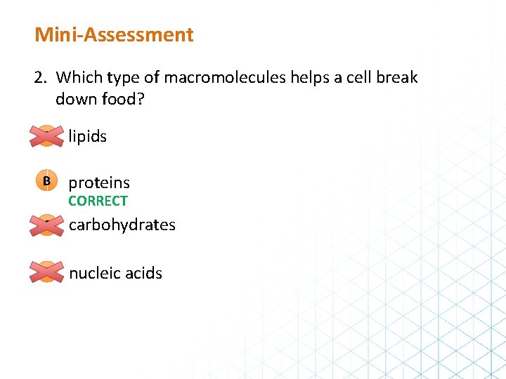 Mini-Assessment 2. Which type of macromolecules helps a cell break down food? A lipids