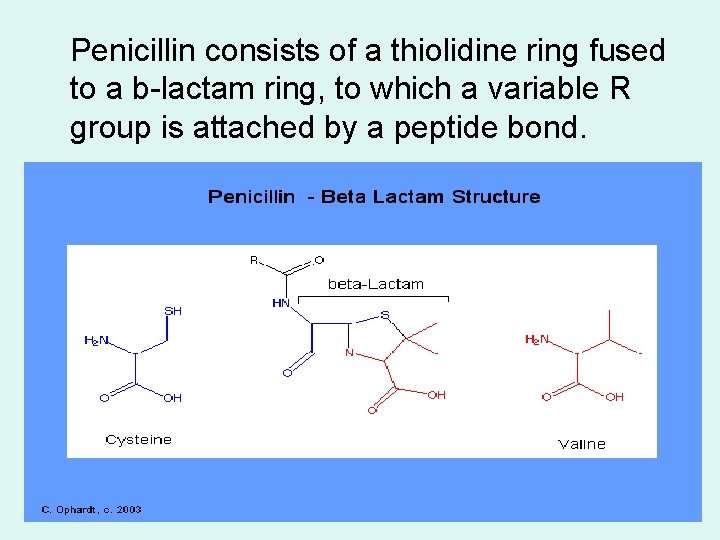 Penicillin consists of a thiolidine ring fused to a b-lactam ring, to which a