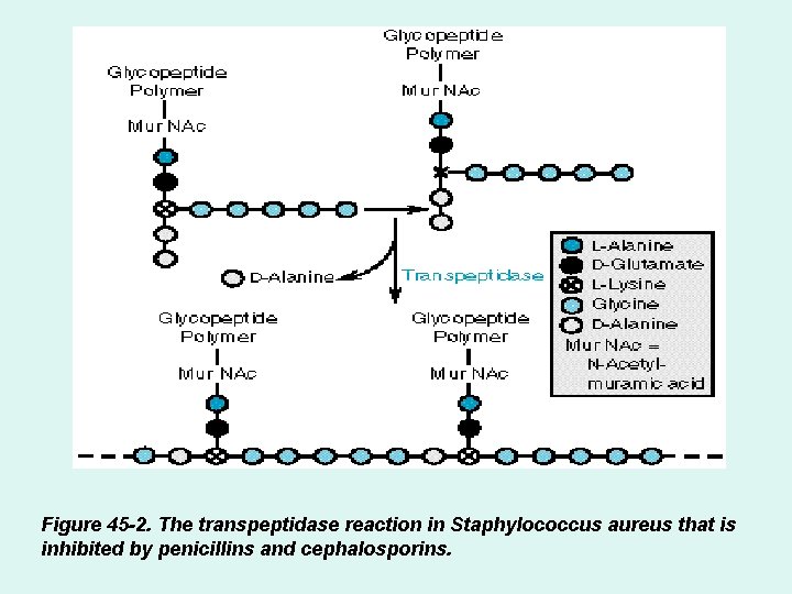 Figure 45 -2. The transpeptidase reaction in Staphylococcus aureus that is inhibited by penicillins